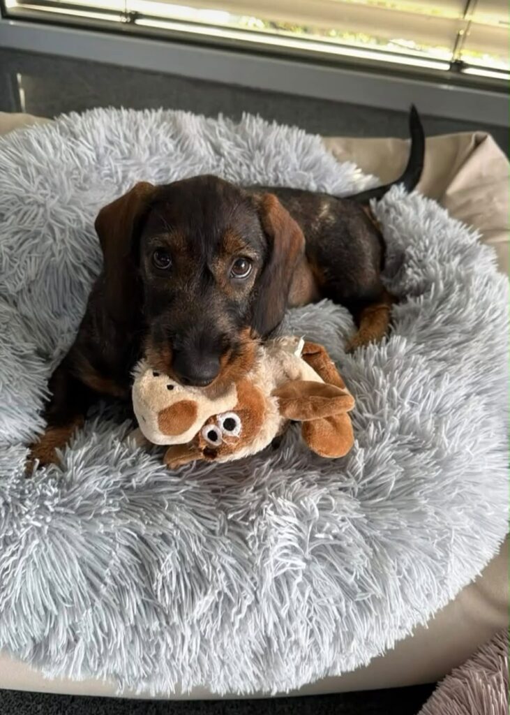 Rauhaardackel Ida, die Bürohündin des Bestattungshauses Schweitzer Saarlouis, mit Kuscheltier im Körbchen