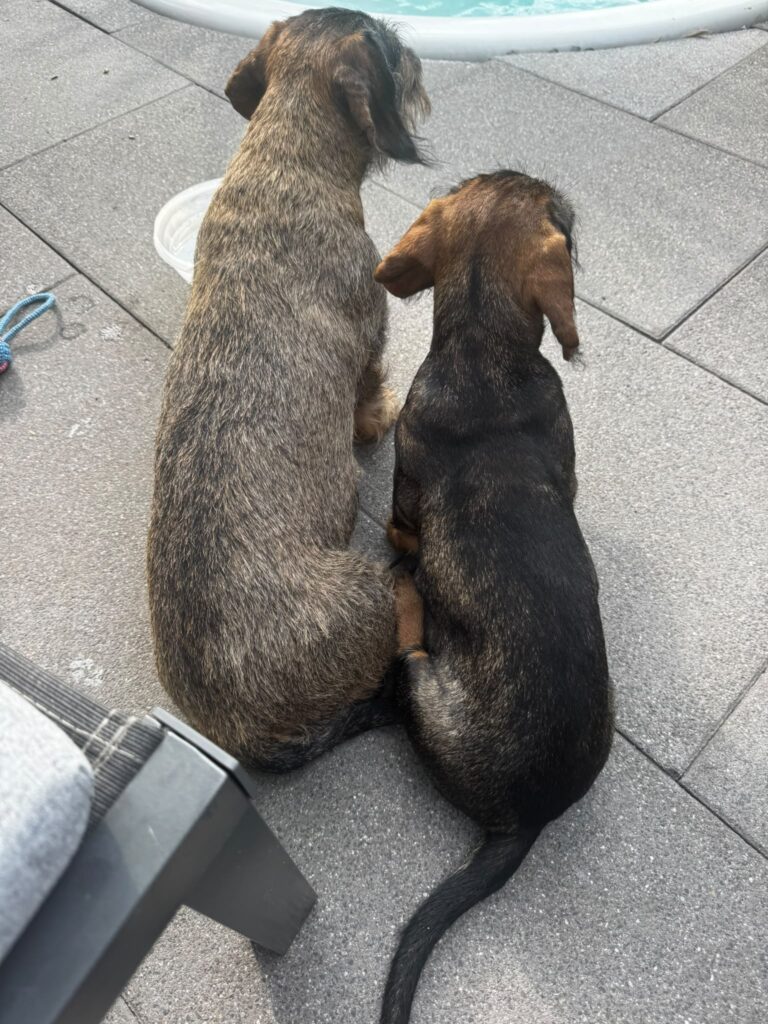 Die Rauhaardackel Lea und Ida des Bestattungshauses Schweitzer Saarlouis sitzen nebeneinander
